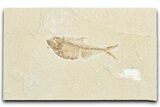 Detailed Fossil Fish (Diplomystus) - Wyoming #357558-1